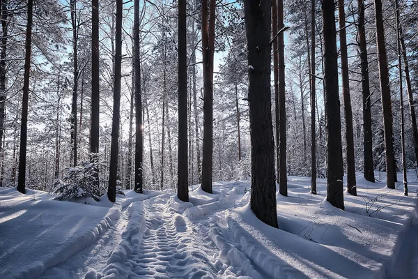 Wintersparren Het Boslandschap Met Sneeuw Bedekt December — Stockfoto