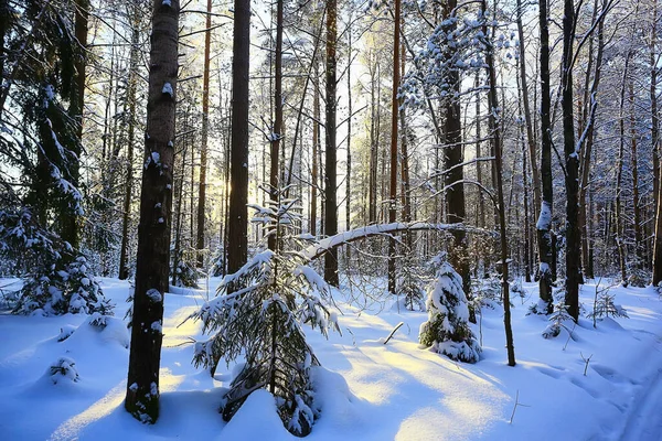 Barrskog Täckt Med Hjorfrost Bakgrund Vinter Landskap Snö Träd — Stockfoto
