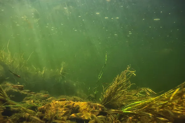 Grünalgen Unter Wasser Der Flusslandschaft Flusslandschaft Ökologie Natur — Stockfoto