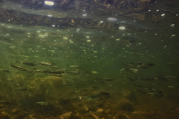 Сонячні Промені Під Водою Пейзаж Морський Прісноводний Річковий Дайвінг — стокове фото