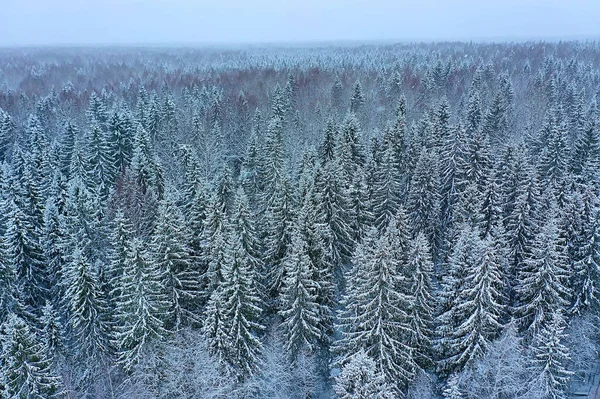 Arbres Forêt Gel Vue Dessus Fond Abstrait Drone Vue Nature — Photo