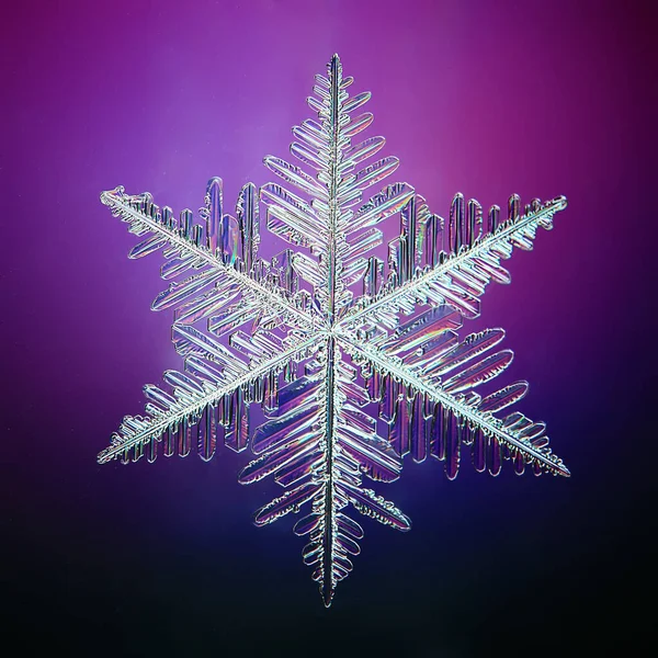 Snowflake Crystal Macro Photo Natural Object Winter Design — Stock Photo, Image