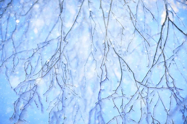 Rami Coperti Gelo Sfondo Astratto Inverno Dicembre Vista — Foto Stock