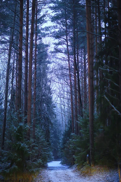 Зимние Пейзажные Деревья Покрытые Инеем — стоковое фото