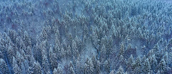 Bomen Bos Vorst Top Uitzicht Achtergrond Abstracte Drone Uitzicht Natuur — Stockfoto