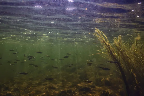 Balık Tatlısu Akvaryumu Okulu Arka Plan Ekoloji Balığı Altında — Stok fotoğraf