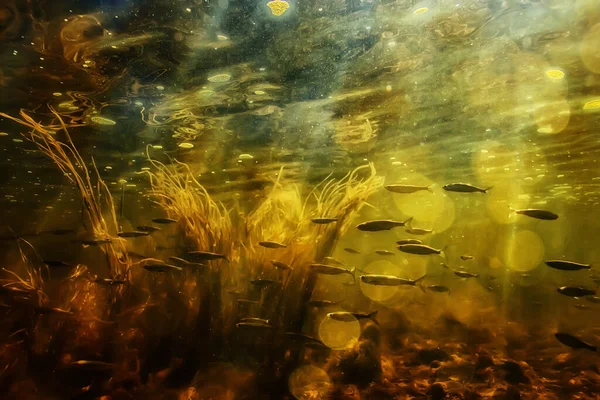 Bandada Peces Pequeños Bajo Agua Peces Desolados Agua Dulce Paisaje —  Fotos de Stock