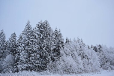 Kozalaklı orman, kışın yağışlı arka planla kaplı kar ağaçları.