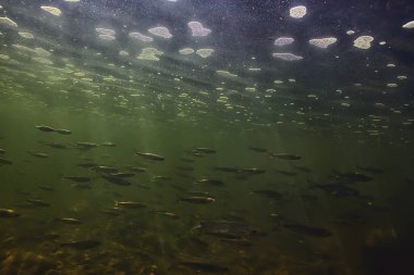 Suyun altında küçük balık sürüsü, tatlı su kasvetli balık ançüezli deniz manzarası