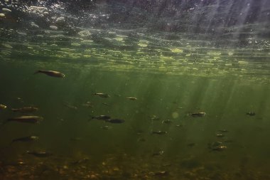 Suyun altında küçük balık sürüsü, tatlı su kasvetli balık ançüezli deniz manzarası