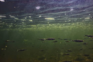 Suyun altında balık sürüsü, soyut arka plan deniz doğası deniz ekosistemi