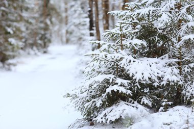 Ormandaki köknar ağaçları Aralıkta karla kaplı