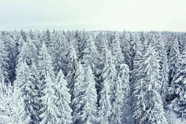 Ağaçlar orman buzu üst görünüm arka plan, soyut drone görünüm doğa mevsimsel kış çayırı