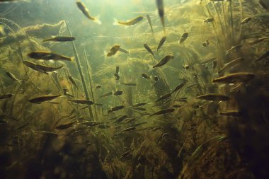 Balık tatlısu akvaryumu okulu, arka plan ekoloji balığı su altında.
