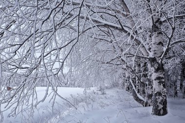 Kış manzarası ağaçları kırağı kaplamış.