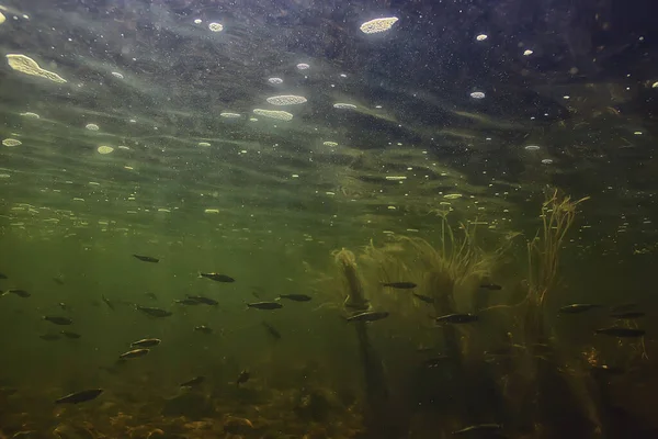 Suyun Altında Küçük Balık Sürüsü Tatlı Kasvetli Balık Ançüezli Deniz — Stok fotoğraf