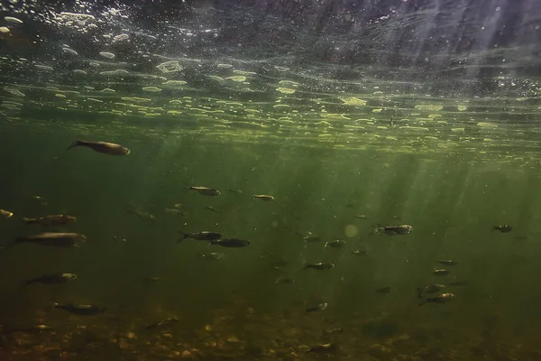 水中の小さな魚の群れ淡水の荒涼とした魚のカタクチイワシの海 — ストック写真