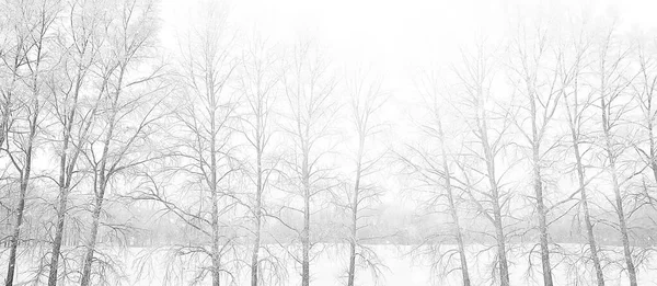 树木霜冻无人 抽象景观背景12月景观室外树木积雪 — 图库照片