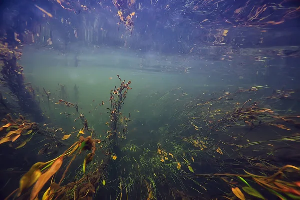 Πολύχρωμο Υποβρύχιο Τοπίο Στο Ποτάμι Φύκια Καθαρά Νερά Φυτά Κάτω — Φωτογραφία Αρχείου
