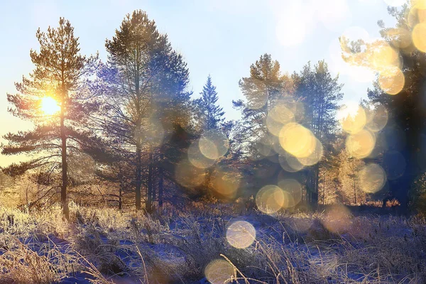 Vista Ensolarada Floresta Inverno Natureza Paisagem Sol — Fotografia de Stock