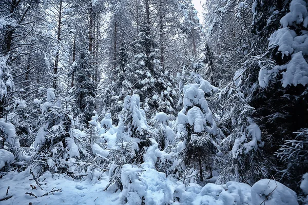 Abeti Invernali Nel Paesaggio Forestale Con Neve Coperta Nel Mese — Foto Stock