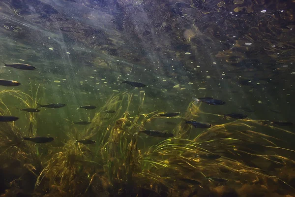 魚の群れ淡水水族館水中の生態系魚 — ストック写真