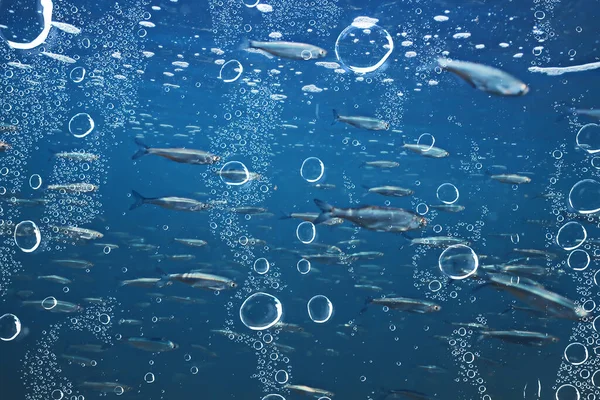 Pesce Subacqueo Secca Astratto Sfondo Natura Mare Oceano Ecosistema — Foto Stock