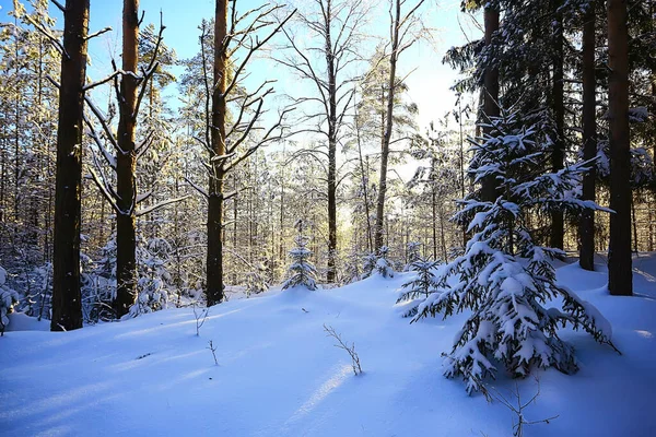 Abetos Invierno Paisaje Forestal Con Nieve Cubierta Diciembre — Foto de Stock