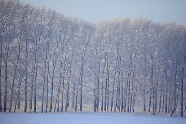 Winterlandschap Bomen Bedekt Met Rietvorst — Stockfoto