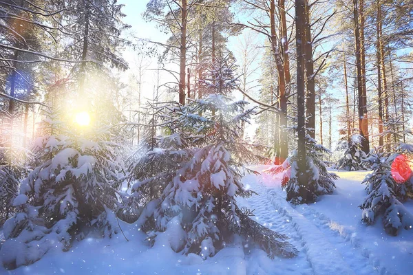 Winter Background Snowfall Trees Abstract Blurred White — Stock Photo, Image