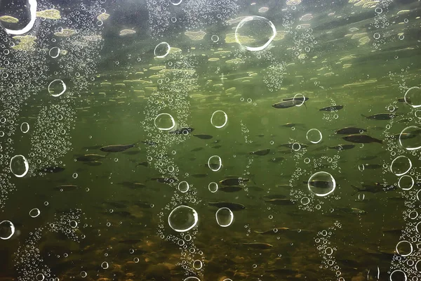 Стадо Мелких Рыбок Водой Пресноводная Унылая Рыба Анчоусы — стоковое фото