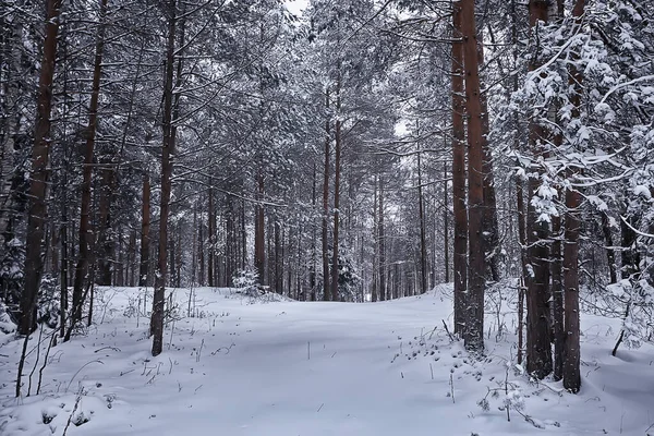 Abeti Invernali Nel Paesaggio Forestale Con Neve Coperta Nel Mese — Foto Stock