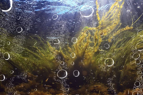 Wielobarwny Podwodny Krajobraz Rzece Glony Czysta Woda Rośliny Pod Wodą — Zdjęcie stockowe