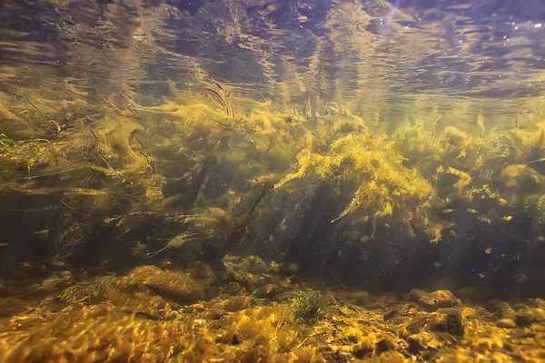 川の風景の中にある緑藻生態系です — ストック写真