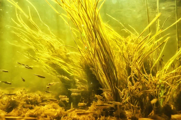 川の中の多色の水中風景藻類澄んだ水水中の植物 — ストック写真