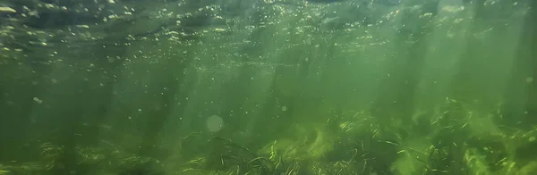 green algae underwater in the river landscape riverscape, ecology nature