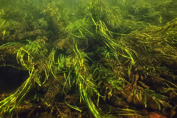 Pestrobarevná Podvodní Krajina Řece Řasy Čistá Voda Rostliny Pod Vodou — Stock fotografie