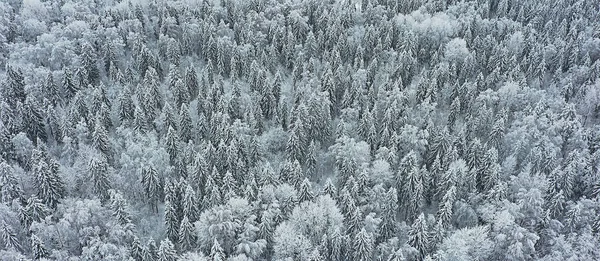 Stromy Les Mráz Vrchol Pohled Pozadí Abstraktní Drone Pohled Příroda — Stock fotografie