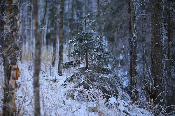 Árvore Natal Floresta Inverno Paisagem Natal — Fotografia de Stock