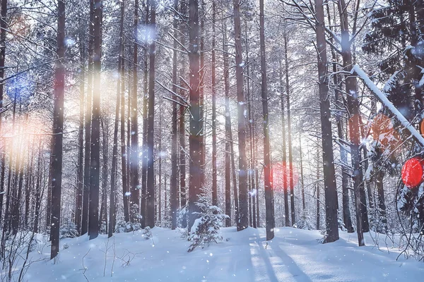 Vista Soleggiata Nella Foresta Invernale Sole Paesaggio Natura — Foto Stock