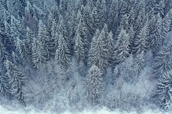 Stromy Les Mráz Vrchol Pohled Pozadí Abstraktní Drone Pohled Příroda — Stock fotografie