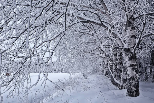 Vinterlandskap Träd Täckta Med Hesparfrost — Stockfoto