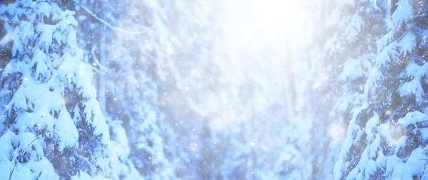 Abetos Inverno Paisagem Florestal Com Neve Coberta Dezembro — Fotografia de Stock