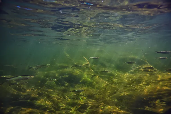 Зеленые Водоросли Водой Реке Пейзаж Реки Экология Природы — стоковое фото