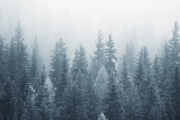 Ősz Köd Táj Erdő Hegyek Fák Kilátás Köd — Stock Fotó