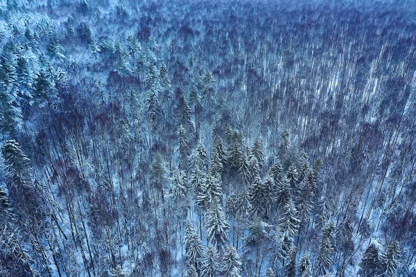 Δέντρα Παγετός Δάσος Top View Background Αφηρημένο Drone View Φύση Εικόνα Αρχείου