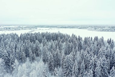 Ağaçlar orman buzu üst görünüm arka plan, soyut drone görünüm doğa mevsimsel kış çayırı