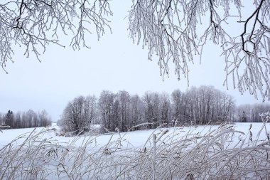 donuk arkaplan ile kaplı dallar soyut kış aralık görünümü