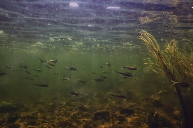 Suyun altında küçük balık sürüsü, tatlı su kasvetli balık ançüezli deniz manzarası
