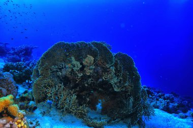 Tropikal deniz sualtı arka planda dalış okyanusu